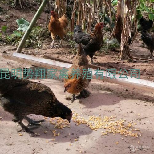 昆明勢(shì)翔家禽養(yǎng)殖-產(chǎn)品展示