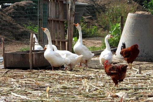 農(nóng)民房前屋后的家禽飼養(yǎng)場(chǎng)!