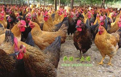 中藥在家禽保健、綠色養(yǎng)殖中七妙用,增重增蛋抗病