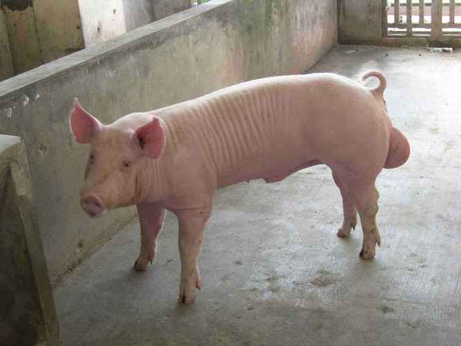 大白公豬_產品中心_保定市騰越畜禽飼養(yǎng)
