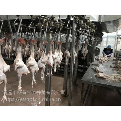 廣東廣州 三黃雞 矮腳王麻黃 光雞 批發(fā)送貨上門 供應酒店餐廳食堂價格 中國供應商