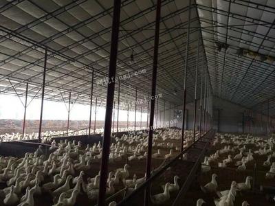 供應薄膜溫室大棚建設 家禽養(yǎng)殖大棚 耐腐蝕養(yǎng)殖大棚