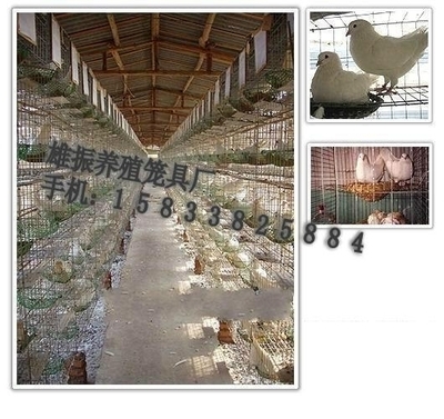 雄振肉鴿籠子 - 12 - 雄振養(yǎng)殖籠具 (中國 河北省 生產商) - 家禽 - 農產品及物資 產品 「自助貿易」