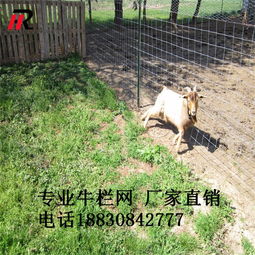 批發(fā)零售1.4米鍍鋅鐵絲網 牛欄網 散養(yǎng)家禽牲畜 廠家直銷