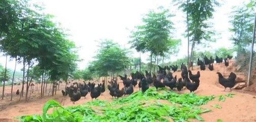 優(yōu)秀!我市乳源瑤鄉(xiāng)大米、南雄牛肉干和南雄五黑雞3個(gè)產(chǎn)品入選2022年首批全國(guó)名特優(yōu)新農(nóng)產(chǎn)品名錄