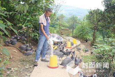 貧困戶家禽銷售遇難題 “互聯(lián)網(wǎng)+農(nóng)產(chǎn)品”模式來(lái)解決