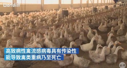 韓國(guó)撲殺440多萬(wàn)只家禽,防止高致病性禽流感疫情擴(kuò)散