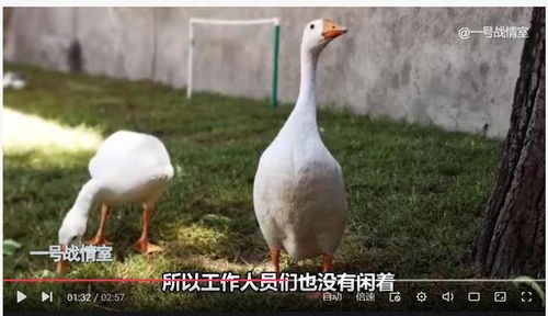美英法使館逃離阿富汗,中國(guó)大使館在干什么 種菜,養(yǎng)家禽