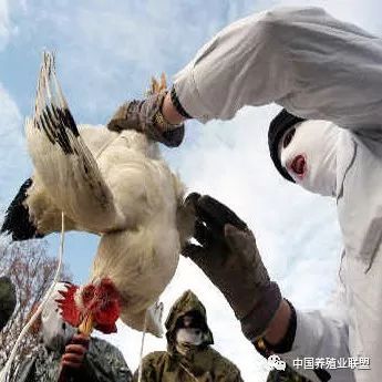 2018年全球家禽產(chǎn)業(yè)十大關鍵詞
