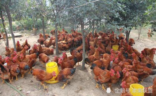 雞價最低8塊一斤,家禽行情正向著有利于養(yǎng)殖戶的方向發(fā)展