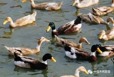 紹興麻鴨的養(yǎng)殖周期多長(zhǎng)?一年能下多少蛋?_寵物_網(wǎng)