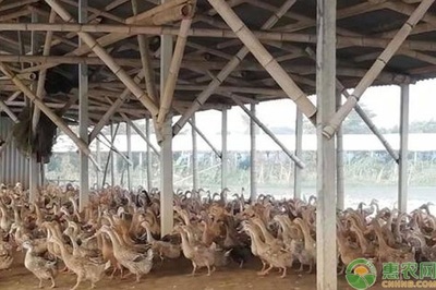 養(yǎng)鴨常見疾病如何防治以及措施是什么?