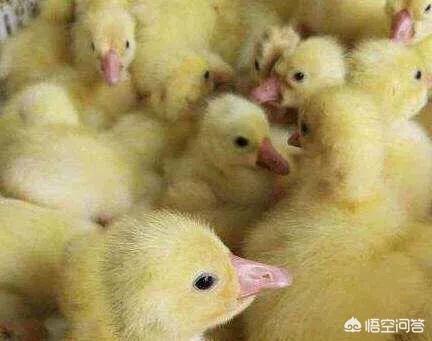 肉鴨、鵝養(yǎng)殖失敗的原因有哪些?