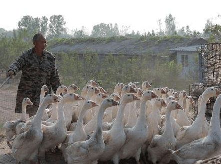 雞鴨鵝都是家禽,為何農(nóng)村養(yǎng)雞鴨的多,養(yǎng)鵝的卻很少 鵝難養(yǎng)嗎