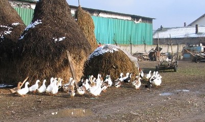 羅馬尼亞采取措施積極應(yīng)對(duì)禽流感