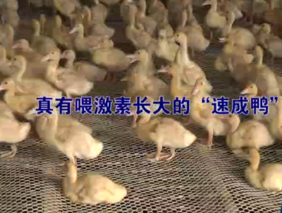 “激素鴨”是真還是假,網(wǎng)絡(luò)上傳的“喂激素”可信嗎?