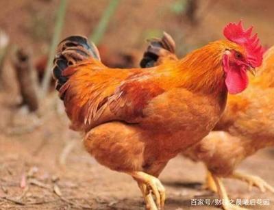 2020年5月1日起,環(huán)境保護(hù)企業(yè)的增值稅稅率有哪些?
