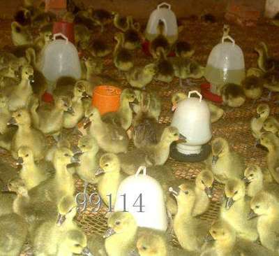 狼頭鵝飼養(yǎng)技術(shù)