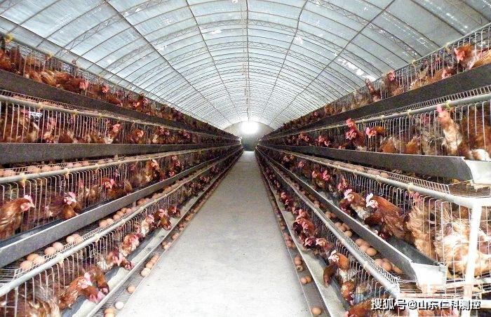 智慧家禽養(yǎng)殖:雞舍環(huán)境監(jiān)控系統(tǒng)_平臺