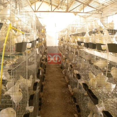 養(yǎng)殖設(shè)備圖片|養(yǎng)殖設(shè)備樣板圖|養(yǎng)殖設(shè)備-祥迪金屬制品