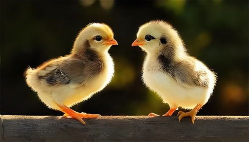 雞連石頭和沙子都吃,為什么不吃黃豆呢 原因沒有想象那樣簡單