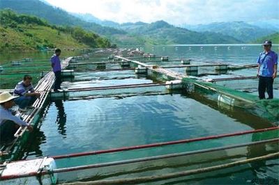 如何應(yīng)對由于氣候變化導致水產(chǎn)養(yǎng)殖疾病的困難