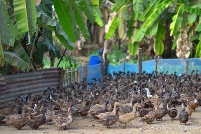 3月11日畜牧行業(yè)新動向