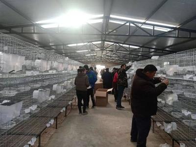 「產(chǎn)業(yè)振興」阿克蘇普鄉(xiāng)干群一心 合力打造特色家禽養(yǎng)殖基地