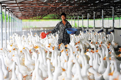 在農(nóng)村養(yǎng)殖什么賺錢?2020年農(nóng)村養(yǎng)什么賺錢?