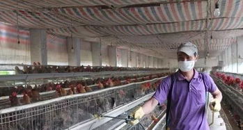 家禽養(yǎng)殖基礎(chǔ)知識(shí)大全,養(yǎng)殖新手必備