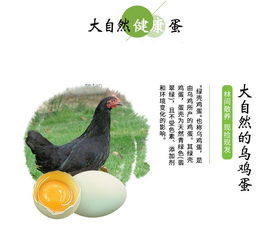 黔東南錦屏特產(chǎn) 散養(yǎng)綠殼雞蛋 烏雞蛋30枚 省內(nèi)包郵