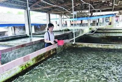 未來(lái)陸川 魚最多?陸川 50多家生豬養(yǎng)殖場(chǎng) 轉(zhuǎn)型養(yǎng)魚場(chǎng),全靠她!
