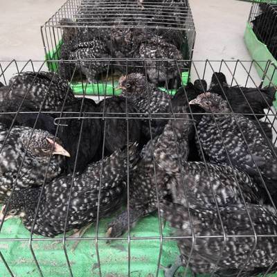 家禽飼養(yǎng) 觀賞雞養(yǎng)殖
