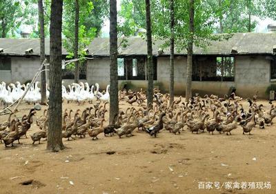 果園養(yǎng)鴨如何養(yǎng)?學(xué)會(huì)這些方法,走進(jìn)生態(tài)養(yǎng)殖新天地