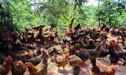 江西撫州一個縣,和宜春豐城接壤,是“中國麻雞之鄉(xiāng)”