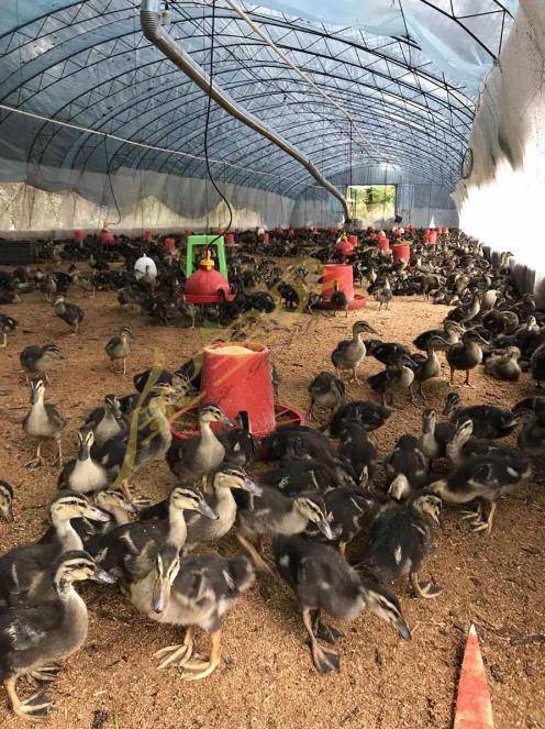 廣漢中力家禽養(yǎng)殖有限責(zé)任公司_企業(yè)相冊_食品招商網(wǎng)