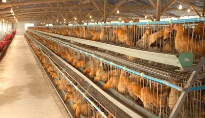 雞舍人員怎么保養(yǎng)皮膚護(hù)理措施