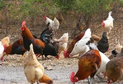 養(yǎng)雞行業(yè)正走向“兩極化”!誰將勝出?