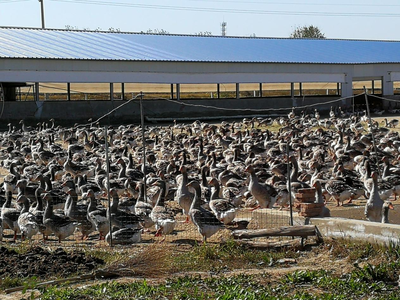 全國(guó)農(nóng)業(yè)大摸底!法式鵝肝安徽產(chǎn)