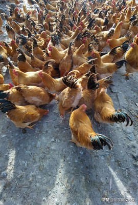 家禽養(yǎng)殖業(yè)市場(chǎng)低迷不賺錢(qián),運(yùn)用部分發(fā)酵飼料扭虧為盈