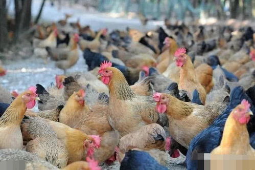 當(dāng)前家禽產(chǎn)業(yè)供應(yīng)鏈的五大風(fēng)險(xiǎn) 如何管控