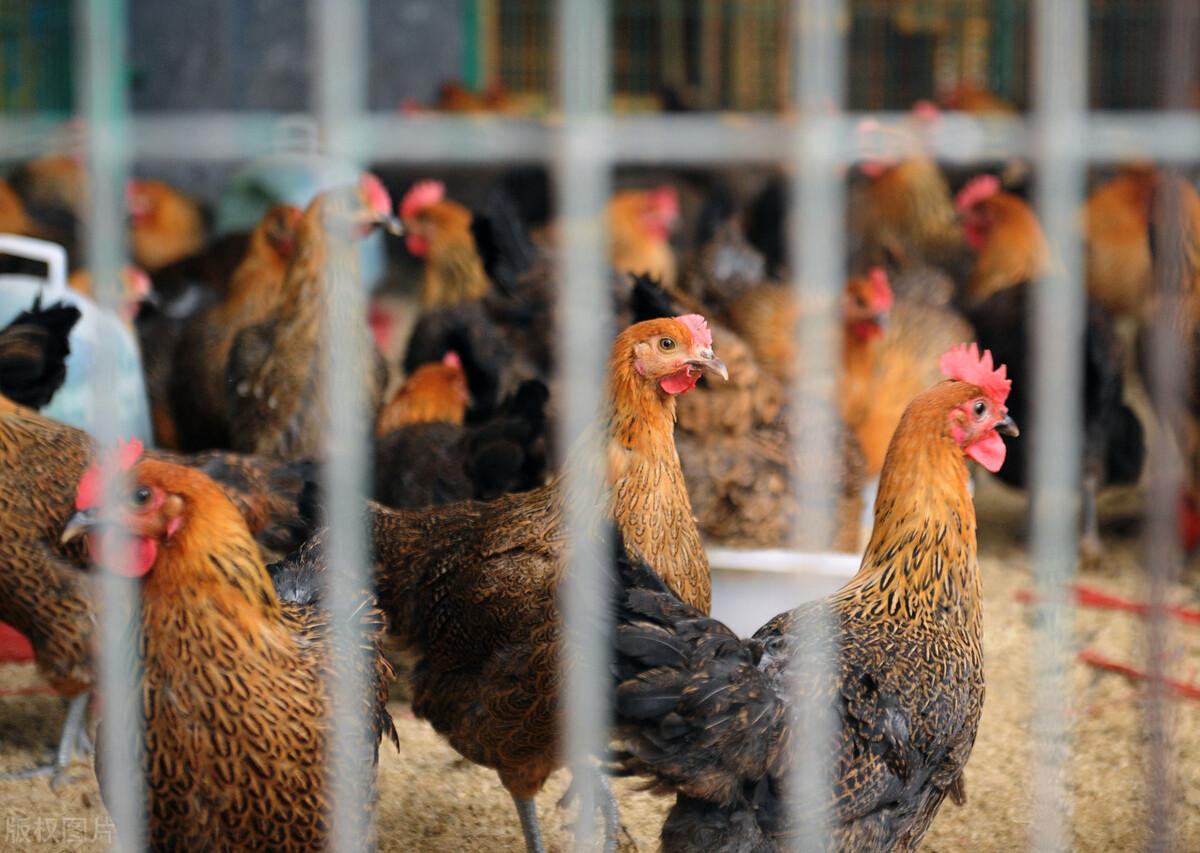 活禽及其產(chǎn)品,到底由哪個(gè)部門(mén)監(jiān)管?