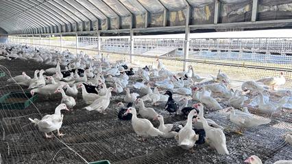 黃石陽(yáng)新:屯鳥(niǎo)棚里笑聲甜