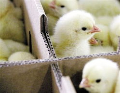 全國(guó)養(yǎng)殖場(chǎng)未發(fā)現(xiàn)h7n9禽流感病毒