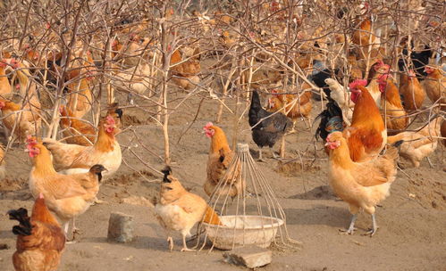 2020年家禽飼養(yǎng)項(xiàng)目市場(chǎng)分析報(bào)告