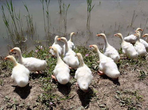 肉鴨漿膜炎什么癥狀 肉鴨漿膜炎的用藥配方,養(yǎng)殖戶一定要了解