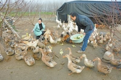 商水縣 林下養(yǎng)殖效益高