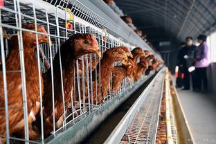 4月12日家禽市場(chǎng)簡(jiǎn)評(píng)