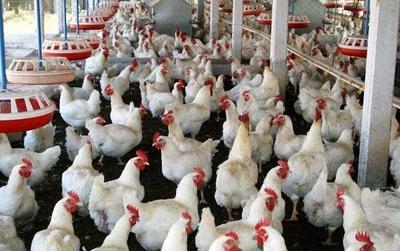 家禽養(yǎng)殖