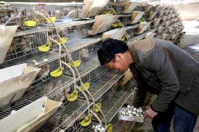 民生 丨 西高山鄉(xiāng):多元化家禽養(yǎng)殖業(yè)打開(kāi)新錢(qián)袋